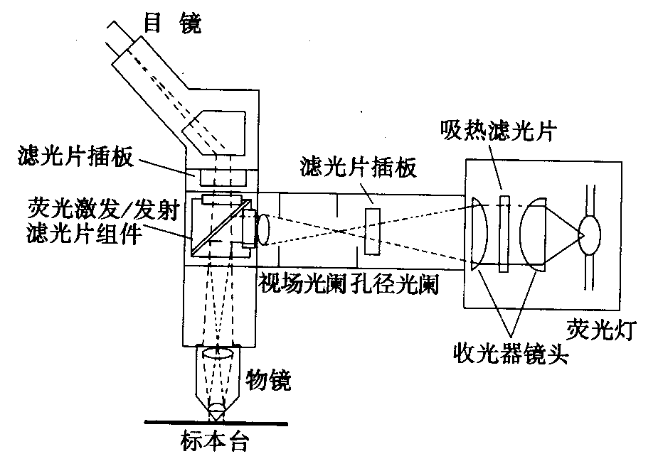濾光片 熒光顯微鏡原理圖,激發(fā)濾板和壓制濾色系統(tǒng)