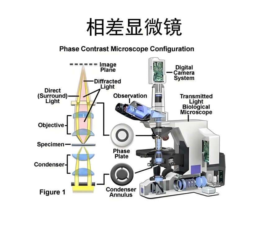 濾光片 相差顯微鏡的結(jié)構(gòu)