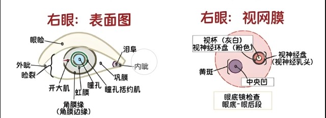 眼睛視網(wǎng)膜